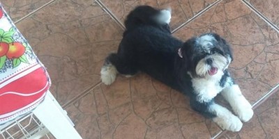 Rolim de Moura - Família está a procura de cadela que desapareceu no Bairro Beira Rio