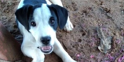 Rolim de Moura – Família procura por cachorrinha desaparecida