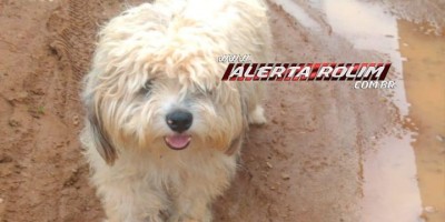 Rolim de Moura - Procura-se por um cachorro da raça Shih-tzu que despareceu próximo a Ciretran