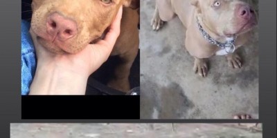 Proprietário oferece recompensa para encontrar casal de pitbull que desapareceu no Bairro Cidade Alta, em Rolim de Moura 