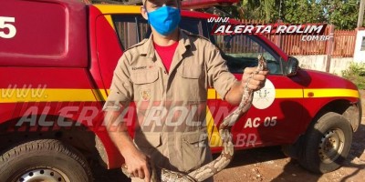 Bombeiros capturam Jiboia em quintal de residência no Bairro Cidade Alta, em Rolim de Moura 