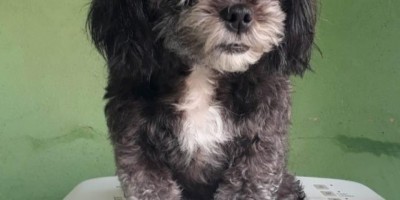 Procura-se por cadela que desapareceu no Bairro Planalto, em Rolim de Moura