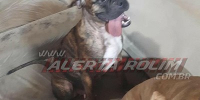 Procura-se por cadela que desapareceu no Bairro Cidade Alta, em Rolim de Moura