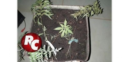 Polícia Militar apreende drogas e pés de maconha em São Miguel do Guaporé