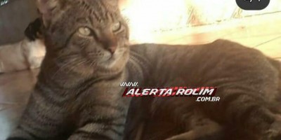 Procura-se por gato que desapareceu em Rolim de Moura