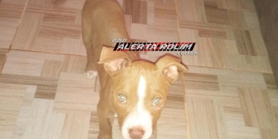 Procura-se e oferece recompensa por cadela da raça Pibull, que desapareceu em Rolim de Moura