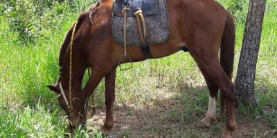  Jovem cai de cavalo, quebra pescoço e morre em Costa Marques 