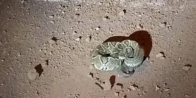 Bombeiros militares capturam duas cobras cascavéis, em Vilhena 