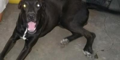 Família procura por cachorro que desapareceu em Rolim de Moura