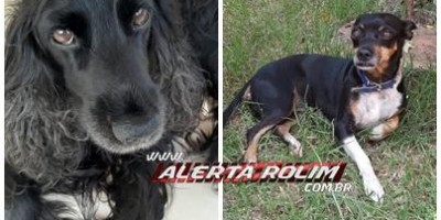 Proprietária oferece gratificação para encontrar cadelas que desapareceram no Centro de Rolim de Moura 