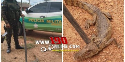 Polícia Ambiental captura filhote de jacaré em córrego no Bairro Redondo, em Alta Floresta 