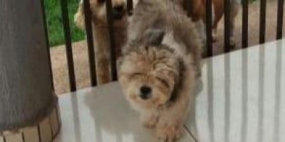 Procura-se por animal de estimação que desapareceu no Bairro Beira Rio