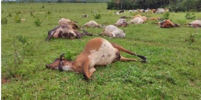 Raio mata 25 cabeças de gado em RO