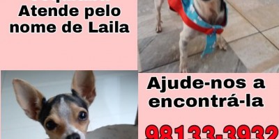 Proprietária oferece gratificação para encontrar cadela que desapareceu no Jequitibá, em Rolim de Moura