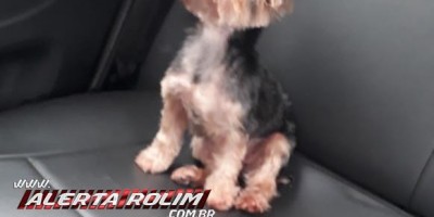 Procura-se por cadela Yorkshire que desapareceu no Jequitibá em Rolim de Moura; o animal pertence a uma criança 