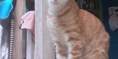 Proprietária oferece gratificação para encontrar gato que desapareceu no Bairro São Cristóvão em Rolim de Moura