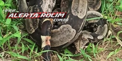 Bombeiros capturam em residência no Jardim Tropical Jiboia com mais de 02 metros de comprimento, em Rolim de Moura