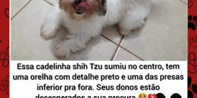 Procura-se e oferece recompensa por cachorrinha da raça Shih Tzu, que desapareceu em Rolim de Moura