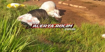 Vaca leiteira é abatida e carneada em propriedade rural na linha 182 em Rolim de Moura