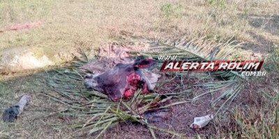 Mais uma vaca foi abatida e carneada na linha 188 em Rolim de Moura