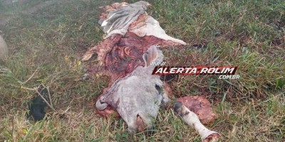 02 vacas foram abatidas, carneadas e furtadas por criminosos em propriedade rural, na Linha 188 em Rolim de Moura; assista ao vídeo