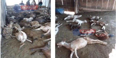Animais matam 63 caprinos em propriedade rural de Ministro Andreaza
