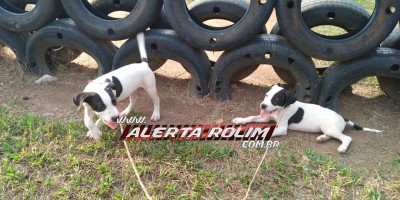 Proprietário oferece R$300,00 pela localização de dois filhotes que desapareceram em Rolim de Moura