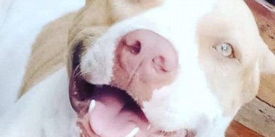 Procura-se por cadela da raça pitbull que desapareceu em Rolim de Moura