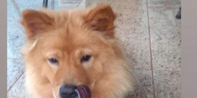 Procura-se por cadela da raça Chow-Chow que desapareceu no Beira Rio em Rolim de Moura 