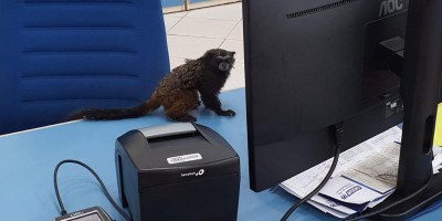 Bombeiros capturam macaco dentro de loja de eletrodomésticos em Rolim de Moura