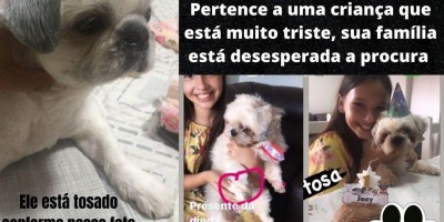 Família oferece recompensa para quem encontrar um cachorro Shitzu que desapareceu no bairro Centenário em Rolim de Moura