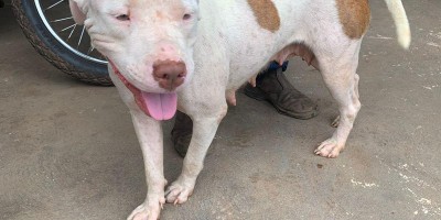 Procura-se por dono de cadela da raça pitbull