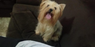Família oferece gratificação para quem encontrar cadela Yorkshire que desapareceu no bairro Cidade Alta em Rolim de Moura 