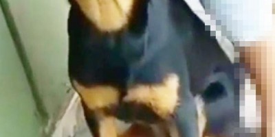 Proprietária oferece gratificação por informação de sua cadela que desapareceu no bairro Beira Rio em Rolim de Moura 