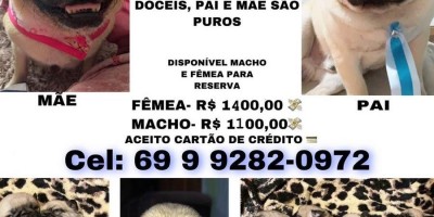 Filhotes de Pug disponíveis em Rolim de Moura