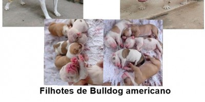 Filhotes de Bulldog americano disponíveis em Rolim de Moura