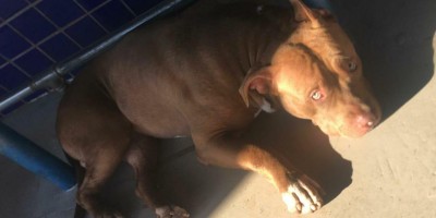 Pitbull encontrado na PEMAZA Auto Peças em Rolim de Moura