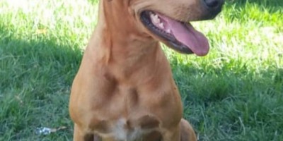 Proprietária oferece gratificação para quem encontrar sua cadela que desapareceu no bairro Centenário em Rolim de Moura