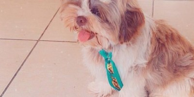 Proprietária oferece gratificação para quem encontrar seu cão que desapareceu no Cidade Alta em Rolim de Moura