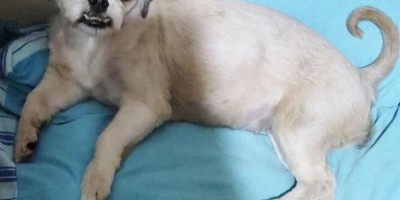 Proprietária oferece gratificação para quem encontrar sua cadela que desapareceu no bairro Beira Rio em Rolim de Moura 