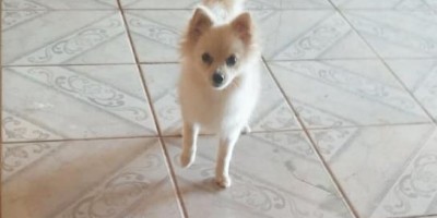 Procura-se por cadela da raça Spitz Alemão, que desapareceu no bairro Centenário em Rolim de Moura