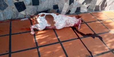 Criança teve orelha arrancada ao ser atacada por Pitbulls em RO; Animais foram abatidos por policiais militares