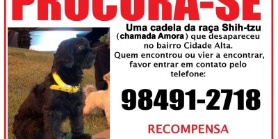 Proprietária oferece gratificação para que encontrar sua cadela que desapareceu no bairro Cidade Alta em Rolim de Moura 