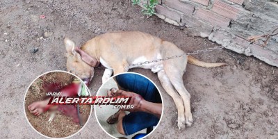Homem sofreu grave lesão no braço ao ser atacado pelo seu cão da raça Pitbull em Rolim de Moura; animal foi morto a pauladas 