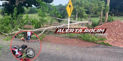 Após ser cortada, árvore caiu em cima de moto e provocou queda dos ocupantes na linha 208