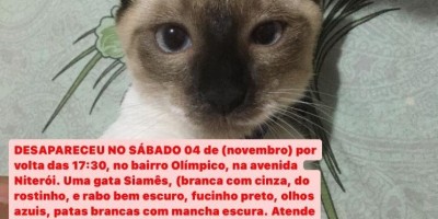 Proprietária oferece gratificação para encontrar sua gata que desapareceu em Rolim de Moura 