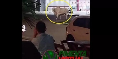 Boi solto na rua foi capturado, em Pimenta Bueno - Veja o vídeo