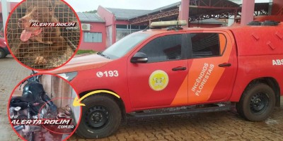 Sem contato com o Zoonoses, bombeiros capturaram pitbull que invadiu residência e matou outro cachorro nesta manhã, em Rolim de Moura 