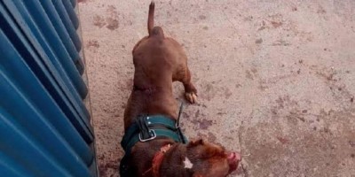 PM foi acionada após pitbull atacar e matar outro cachorro, em RO