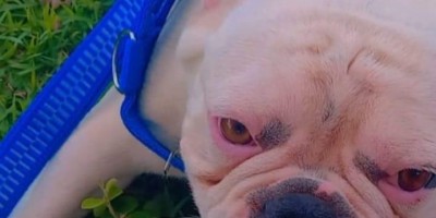   Família oferece gratificação por buldogue francês que desapareceu no bairro Beira Rio em Rolim de Moura; animal tem um pequeno corte na língua 